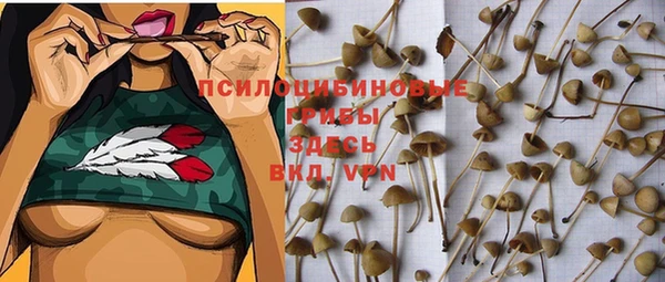 прущие грибы Каменск-Шахтинский